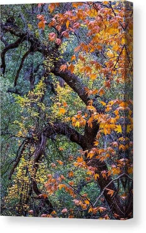 Art Canvas Print featuring the photograph Tonto Trees by Gary Migues