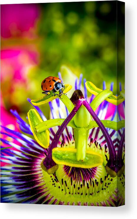 Ladybug Canvas Print featuring the photograph Too much of heaven by TC Morgan