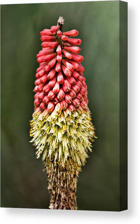 Kniphofia Uvaria Canvas Print featuring the photograph Torch Lily by Lana Trussell