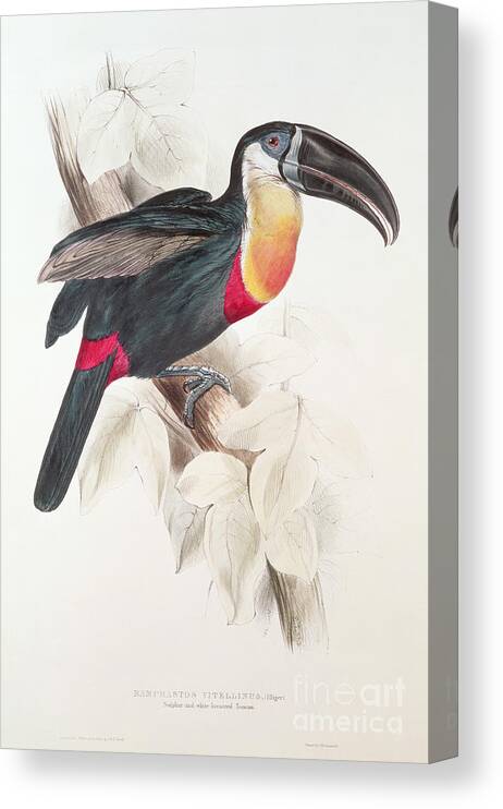 Sulphur Canvas Print featuring the painting Toucan by Edward Lear by Edward Lear