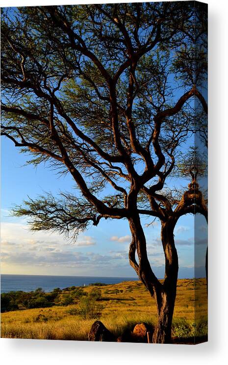 Tree Canvas Print featuring the photograph Tree at Lapakahi State Historical Park by Lori Seaman