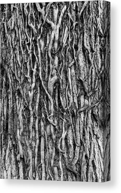 Abstract Canvas Print featuring the photograph Tree Bark Abstract by Tom Mc Nemar