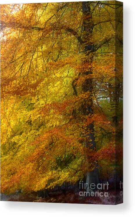 Autumn Canvas Print featuring the photograph Tree of Fire - Impressionist by Ann Garrett
