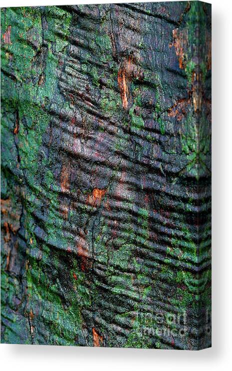 Terry Elniski Photography Canvas Print featuring the photograph Tree Texture 13 by Terry Elniski