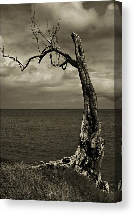 Tree Canvas Print featuring the photograph Tree Trunk-1-St Lucia by Chester Williams
