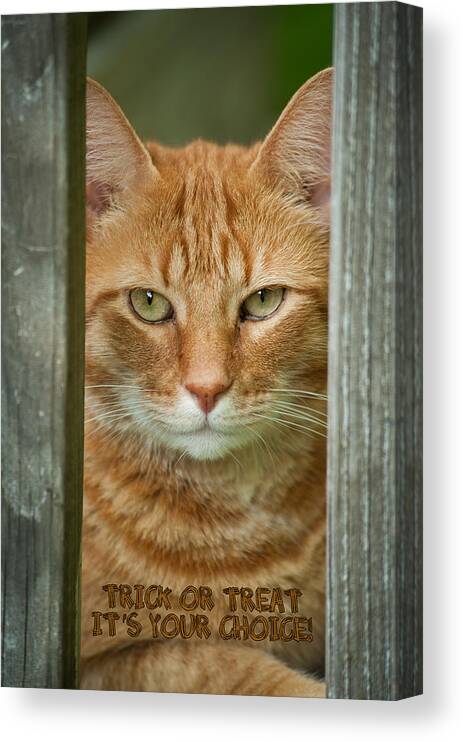 Cat Canvas Print featuring the photograph Trick or Treat by Joye Ardyn Durham