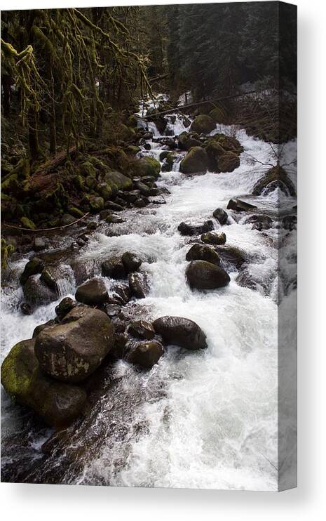 Triples Feed Canvas Print featuring the photograph Triple's Feed by Dylan Punke
