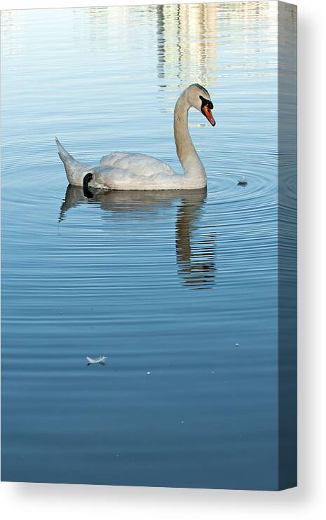Swan Canvas Print featuring the photograph Trumpeter Swan three by Terry Dadswell
