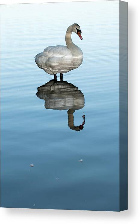 Swan Canvas Print featuring the photograph Trumpeter Swan two by Terry Dadswell