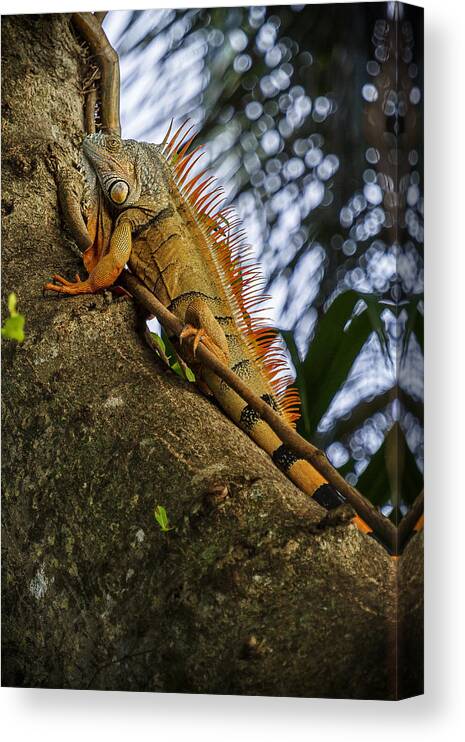 Iguana Canvas Print featuring the photograph Trying to Blend In by Belinda Greb