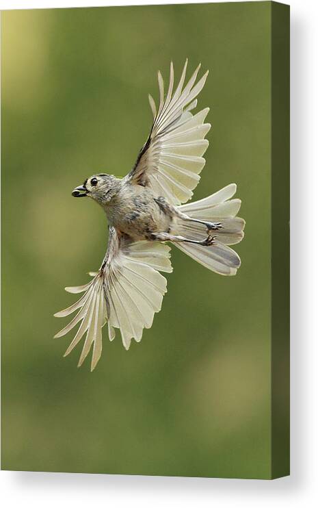 Bird Canvas Print featuring the photograph Tufted Titmouse In Flight by Alan Lenk