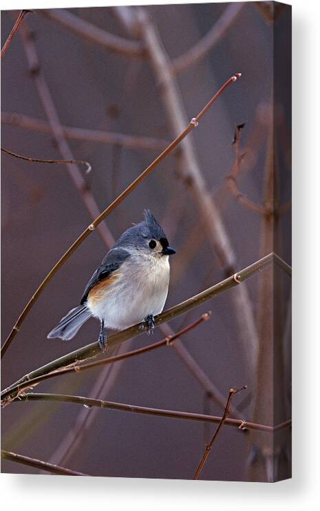 Tufted Titmouse Canvas Print featuring the photograph Tufted Titmouse in Winter by John Harmon