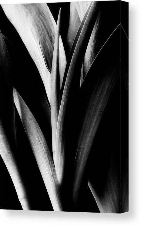 Tulips Canvas Print featuring the photograph Tulip Abstract by Mike Eingle