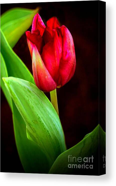 Tulip Canvas Print featuring the digital art Tulip Caught in The Light by Ian Gledhill