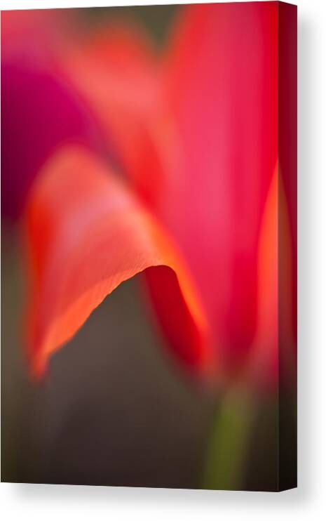 Tulip Canvas Print featuring the photograph Tulip Crest by Mike Reid