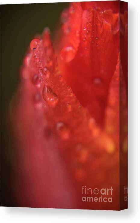 Tulip Canvas Print featuring the photograph Tulip-droplets-1843 by Steve Somerville