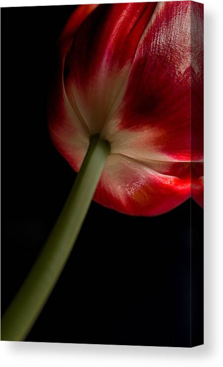 Tulip Canvas Print featuring the photograph Tulip in window light by Bob Cournoyer