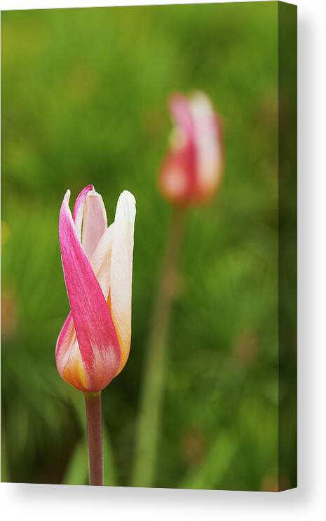 Tulip Canvas Print featuring the photograph Tulip time by Garden Gate magazine