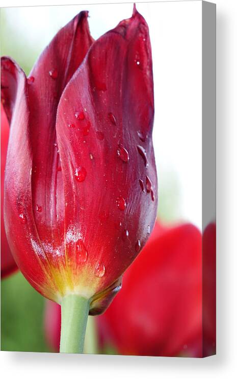 Tulips Canvas Print featuring the photograph Tulip with Dew by Michelle Joseph-Long