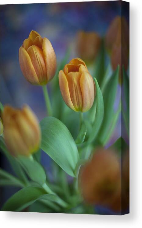 The Freshly Cut Tulips Will Make Any Environment Look Good. Canvas Print featuring the photograph Tulips 2015 #3 by Greg Kopriva