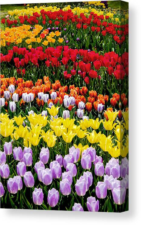Garden Canvas Print featuring the photograph Tulips by Greg Fortier