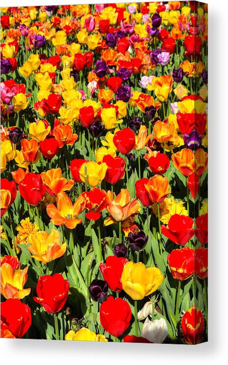 Tulips Canvas Print featuring the photograph Tulips of Color by FineArtRoyal Joshua Mimbs