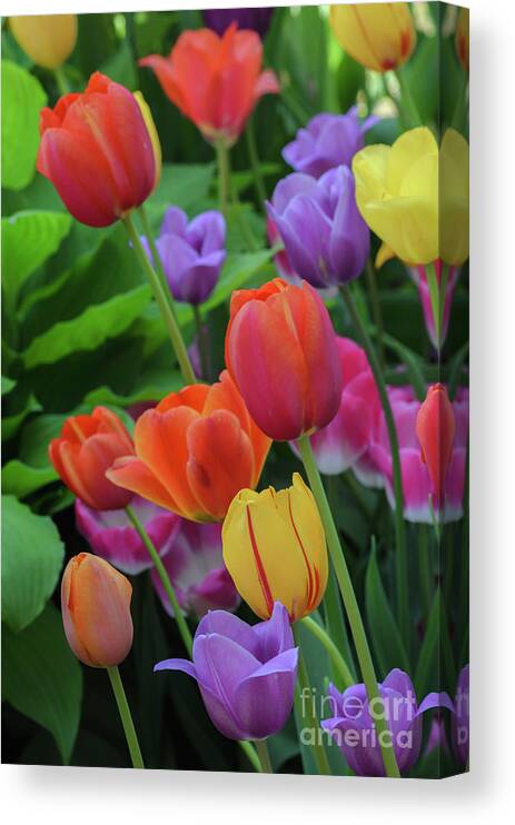 Tulips Canvas Print featuring the photograph Tulips by Tamara Becker