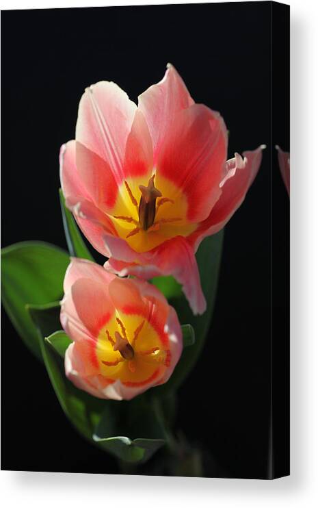 Tulips Canvas Print featuring the photograph Tulips by Tammy Pool