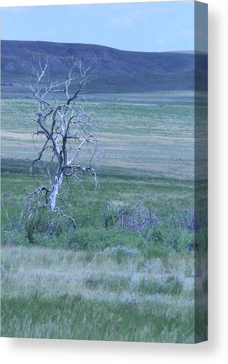 Tree Canvas Print featuring the photograph Twisted and Free by Mary Mikawoz