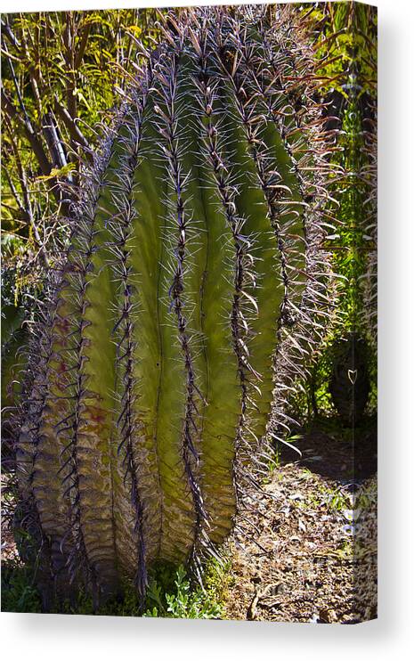Arizona Canvas Print featuring the photograph Twisted Cactus by Kathy McClure