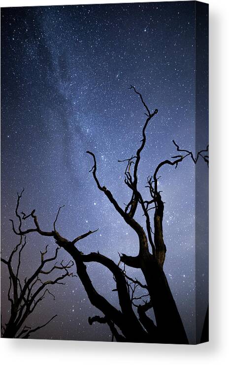 Milky Way Canvas Print featuring the photograph Twisted Spooky Trees and the Milky Way Stars by Anita Nicholson