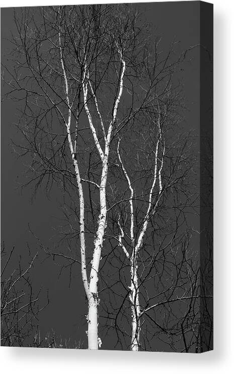 Birch Trees Canvas Print featuring the photograph Two Birches 2018 BW by Mary Bedy