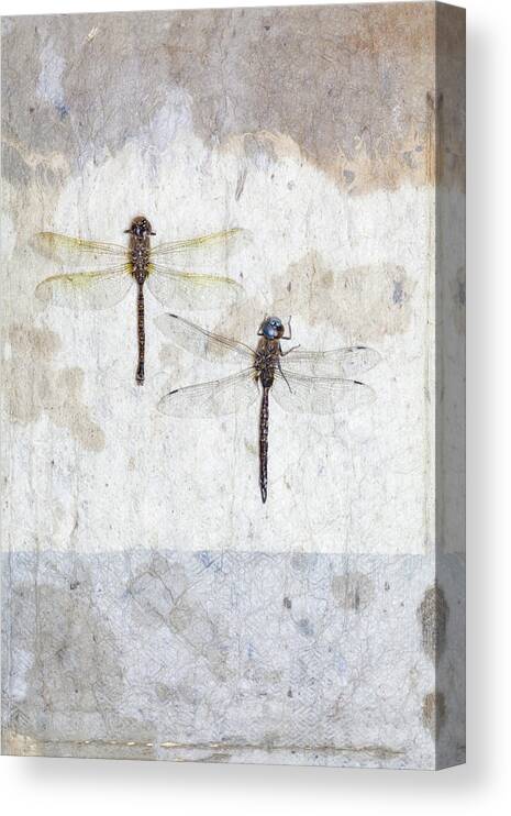 Dragonflies Canvas Print featuring the photograph Two Dragonflies by Carol Leigh