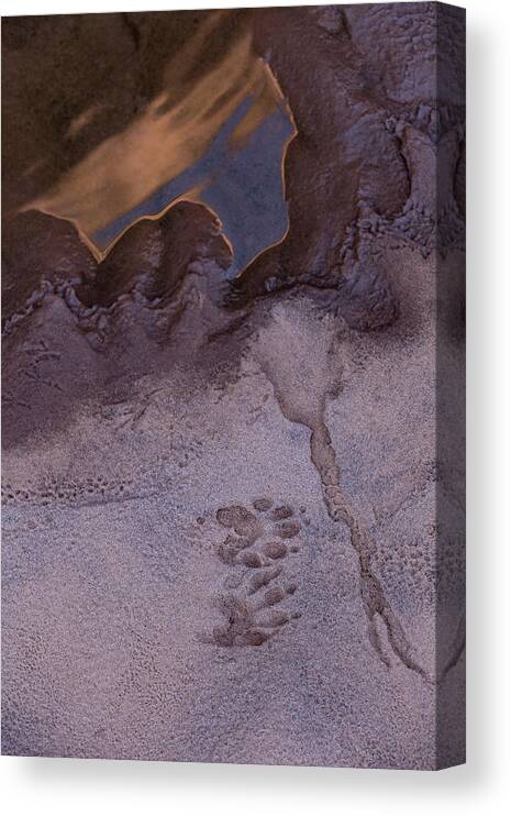 Animal Tracks Canvas Print featuring the photograph Two Steps Over The Line by Deborah Hughes