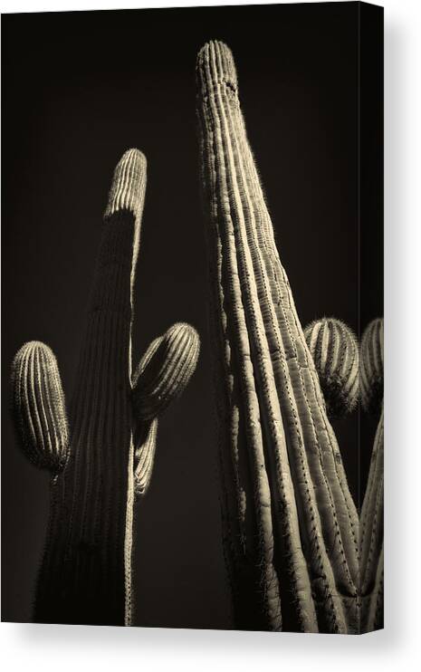 Arizona Canvas Print featuring the photograph Two Tall Saguaros by Roger Passman