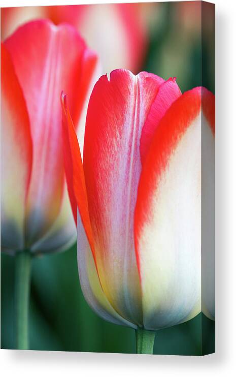 Tulips Canvas Print featuring the photograph Two Tulips by Rebekah Zivicki