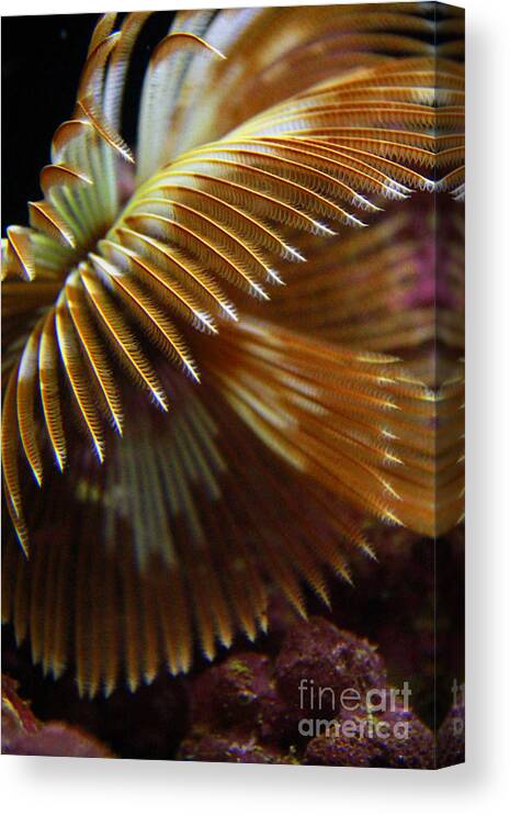 Hawaii Canvas Print featuring the photograph Underwater Feathers by Jennifer Bright Burr