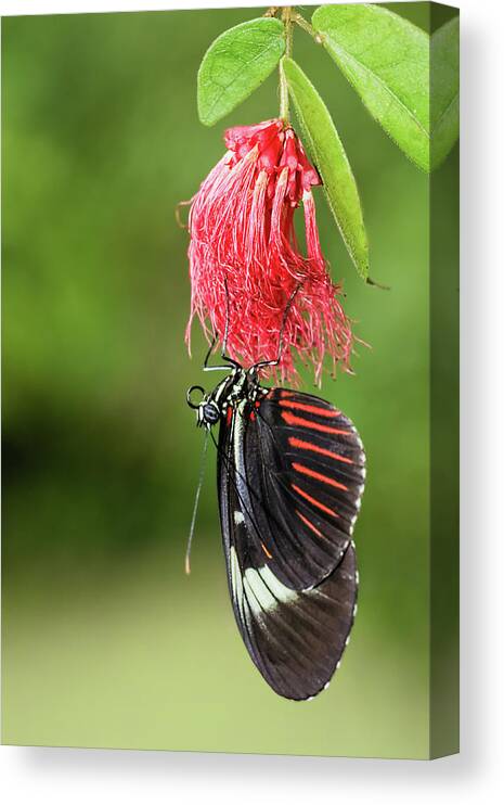 Art Canvas Print featuring the photograph Upon a Red Blossom by Dawn Currie