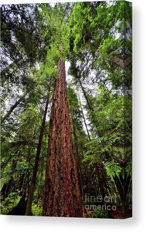 Terry Elniski Photography Canvas Print featuring the photograph Vancouver - Stanley Park Tree Settings 5 - 2017 by Terry Elniski
