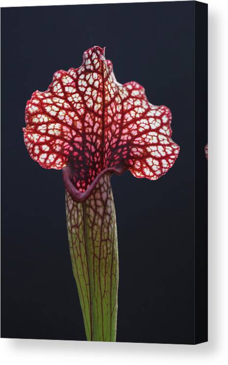 Veins Canvas Print featuring the photograph Vascular Web by Tammy Pool