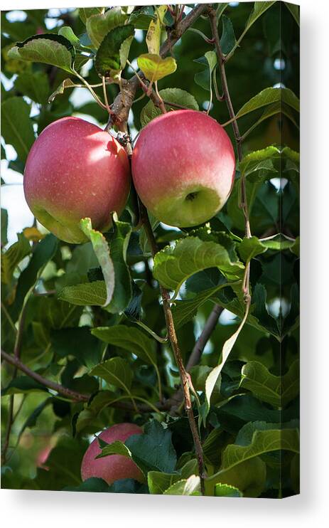 Apple Orchard Canvas Print featuring the photograph Vertical Twin Apples by Brian Green