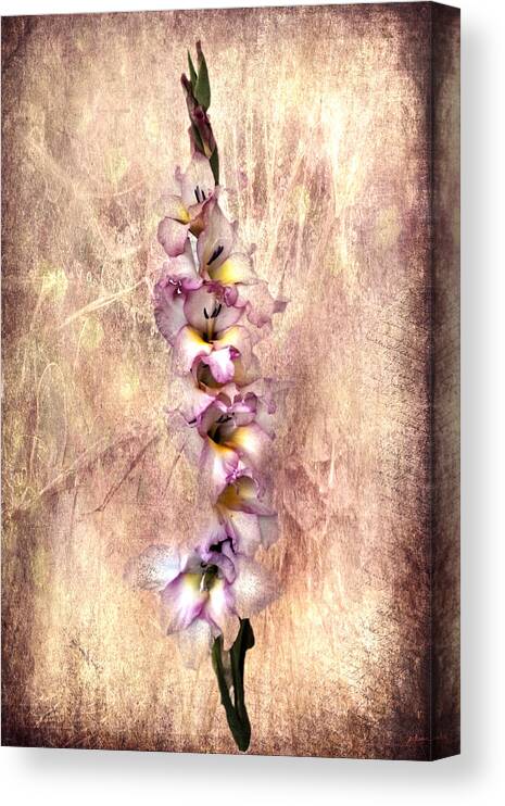 Gladiola Canvas Print featuring the photograph Vibrant Gladiola by Judy Hall-Folde