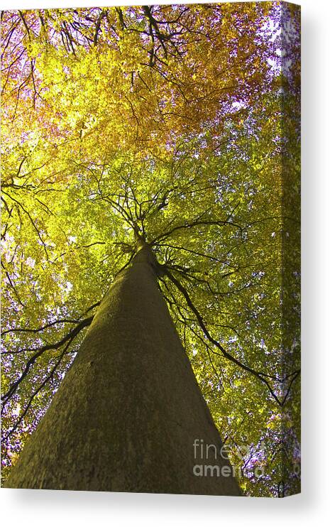 Trees Canvas Print featuring the photograph View to the top of beech tree by Heiko Koehrer-Wagner