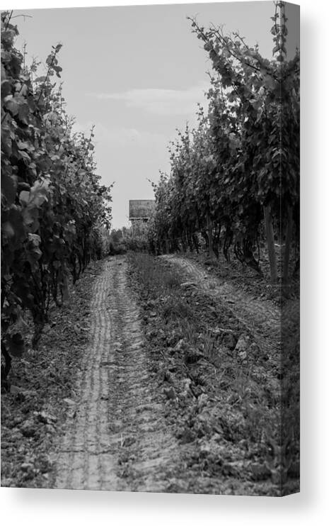 Vineyard Canvas Print featuring the photograph vineyard of old BW by Photographic Arts And Design Studio