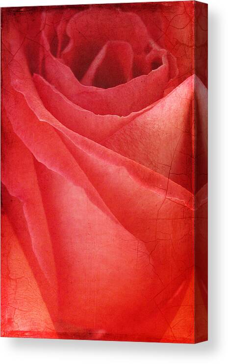Rose Canvas Print featuring the photograph Vintage Rose by Cathy Kovarik