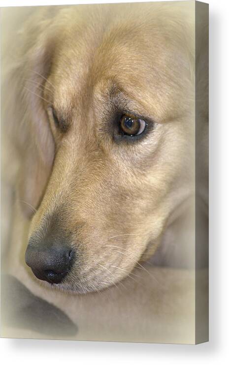Dog Canvas Print featuring the photograph Waiting for You by Lori Seaman