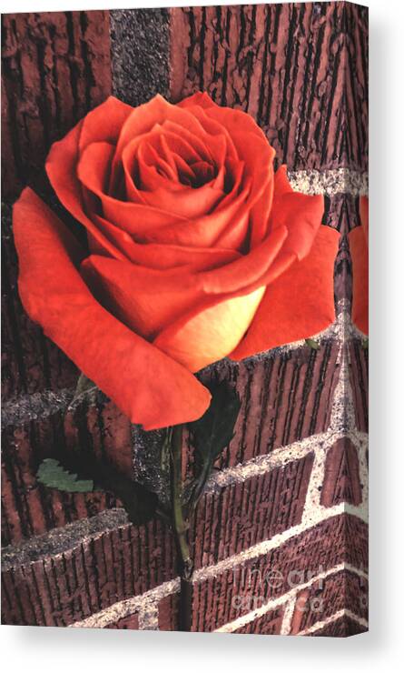 Rose Canvas Print featuring the photograph Wallflower by Charlie Cliques