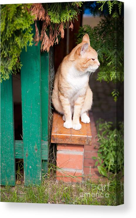 Stray Canvas Print featuring the photograph Wary Stray Waif Cat Sitting by Arletta Cwalina