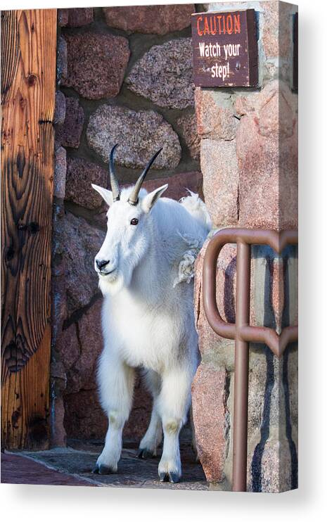 Mountain Goat Canvas Print featuring the photograph Watch Your Step by Mindy Musick King
