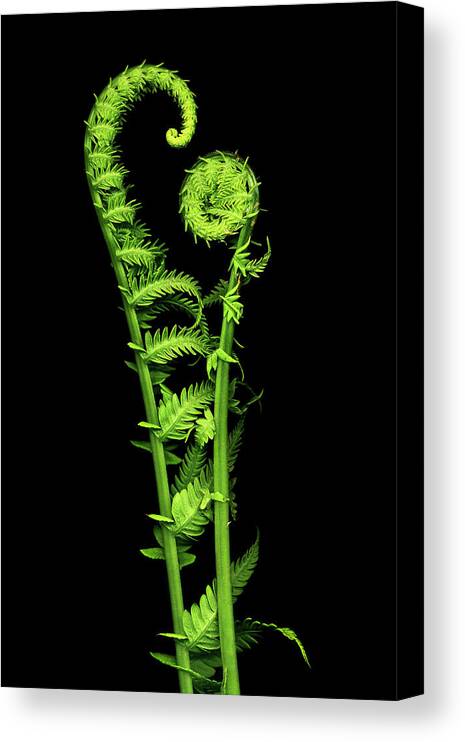 Fiddlehead Canvas Print featuring the photograph Watching Over You by Patty Colabuono
